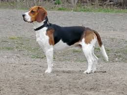 05 CACHORRO