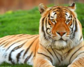 22 TIGRE