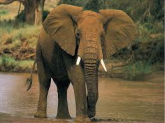 12 ELEFANTE