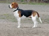 05 CACHORRO