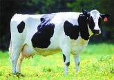 25 VACA