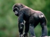 17 MACACO