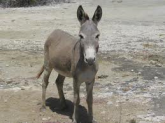 03 BURRO