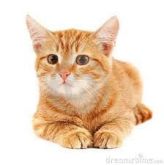 14 GATO