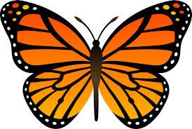 04 BORBOLETA