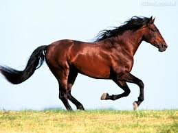 11 CAVALO